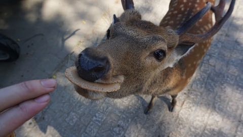 奈良公園のシカによるけが人が過去最悪 2018年度、奈良公園のシカで200人以上が負傷 けが理由の6割以上が「鹿せんべい」での餌付け 1.jpg