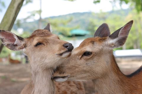 奈良公園のシカによるけが人が過去最悪 2018年度、奈良公園のシカで200人以上が負傷 けが理由の6割以上が「鹿せんべい」での餌付け 2.jpg