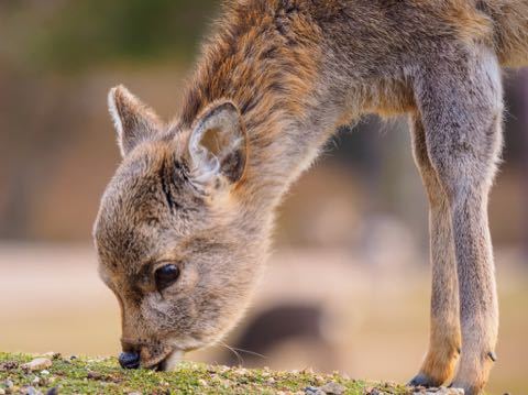 奈良公園のシカによるけが人が過去最悪 2018年度、奈良公園のシカで200人以上が負傷 けが理由の6割以上が「鹿せんべい」での餌付け 8.jpg