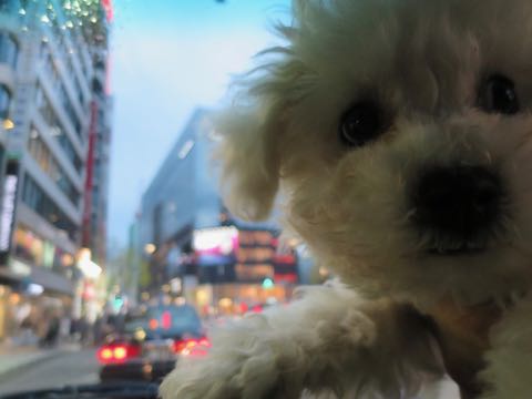 ビションフリーゼこいぬ情報フントヒュッテビション性格どこでこいぬ画像子犬の社会化ビション赤ちゃんチャンピオン直子かわいいビションフリーゼ東京ビション出産情報性格ビション家族募集中_351.jpg