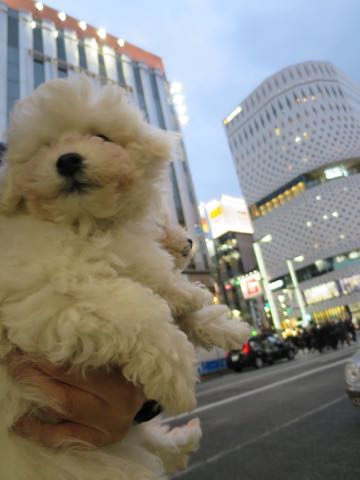 ビションフリーゼこいぬ情報フントヒュッテビション性格どこでこいぬ画像子犬の社会化ビション赤ちゃんチャンピオン直子かわいいビションフリーゼ東京ビション出産情報性格ビション家族募集中_358.jpg