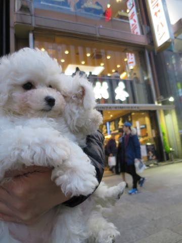 ビションフリーゼこいぬ情報フントヒュッテビション性格どこでこいぬ画像子犬の社会化ビション赤ちゃんチャンピオン直子かわいいビションフリーゼ東京ビション出産情報性格ビション家族募集中_359.jpg