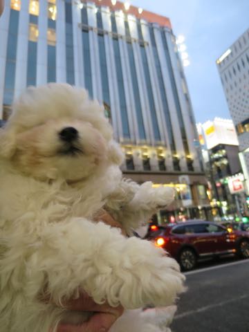 ビションフリーゼこいぬ情報フントヒュッテビション性格どこでこいぬ画像子犬の社会化ビション赤ちゃんチャンピオン直子かわいいビションフリーゼ東京ビション出産情報性格ビション家族募集中_362.jpg