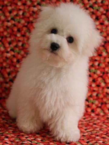 ビションフリーゼこいぬ情報フントヒュッテビション性格どこでこいぬ画像子犬の社会化ビション赤ちゃんチャンピオン直子かわいいビションフリーゼ東京ビション出産情報性格ビション家族募集中_524.jpg