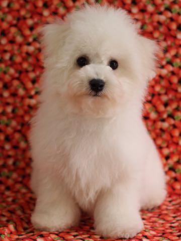ビションフリーゼこいぬ情報フントヒュッテビション性格どこでこいぬ画像子犬の社会化ビション赤ちゃんチャンピオン直子かわいいビションフリーゼ東京ビション出産情報性格ビション家族募集中_525.jpg