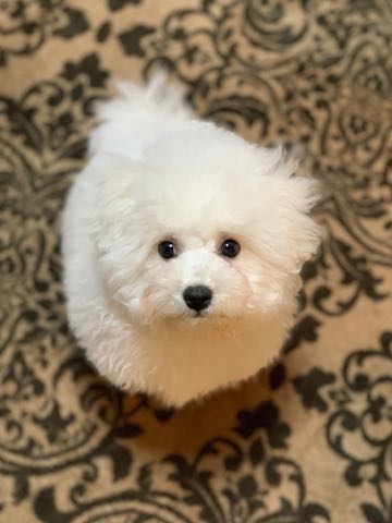 ビションフリーゼこいぬ情報フントヒュッテビション性格どこでこいぬ画像子犬の社会化ビション赤ちゃんチャンピオン直子かわいいビションフリーゼ東京ビション出産情報性格ビション家族募集中_526.jpg