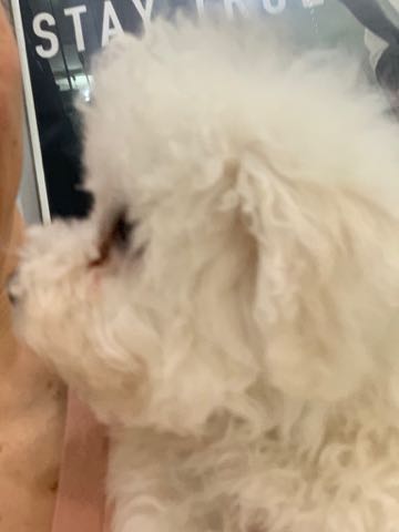 ビションフリーゼこいぬ情報フントヒュッテビション性格どこでこいぬ画像子犬の社会化ビション赤ちゃんチャンピオン直子かわいいビションフリーゼ東京ビション出産情報性格ビション家族募集中_527.jpg