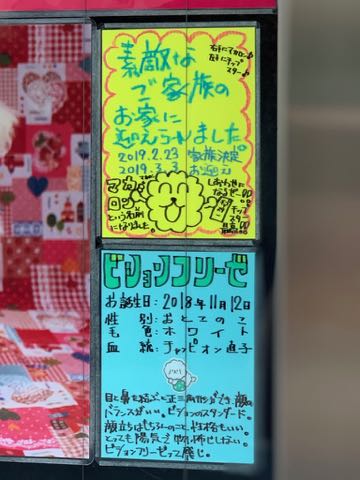 ビションフリーゼこいぬ情報フントヒュッテビション性格どこでこいぬ画像子犬の社会化ビション赤ちゃんチャンピオン直子かわいいビションフリーゼ東京ビション出産情報性格ビション家族募集中_530.jpg