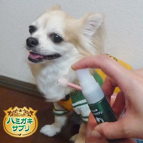 ハミガキサプリ VIVATEC ビバテック 犬の歯みがきグッズ 東京 フントヒュッテ 文京区 トリミングサロン 犬デンタルケア やり方 犬の歯磨き 悩み 犬歯垢歯石除去 駒込 _ 3.jpg