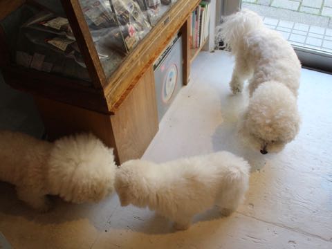 ビションフリーゼこいぬ情報フントヒュッテビション性格おとなしいセラピードッグ育成飼いやすい犬とはどこでこいぬ画像子犬の社会化ビション赤ちゃんかわいいビションフリーゼ東京ビション出産情報性格ビション家族募集中_47.jpg