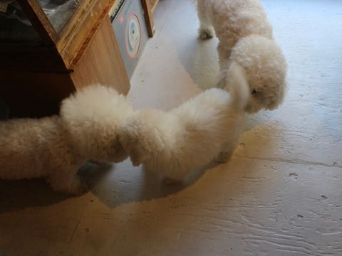 ビションフリーゼこいぬ情報フントヒュッテビション性格おとなしいセラピードッグ育成飼いやすい犬とはどこでこいぬ画像子犬の社会化ビション赤ちゃんかわいいビションフリーゼ東京ビション出産情報性格ビション家族募集中_48.jpg