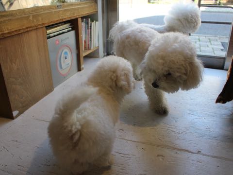 ビションフリーゼこいぬ情報フントヒュッテビション性格おとなしいセラピードッグ育成飼いやすい犬とはどこでこいぬ画像子犬の社会化ビション赤ちゃんかわいいビションフリーゼ東京ビション出産情報性格ビション家族募集中_49.jpg