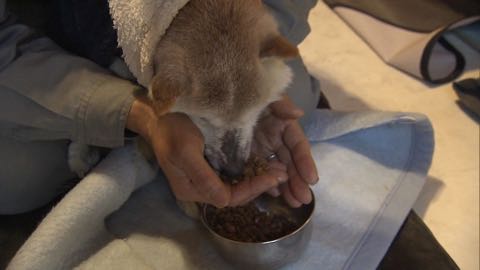 【特集】老人ならぬ「老犬ホーム」に密着! ペットも高齢化で“ムダ吠え”“認知症”も _ 2.jpg