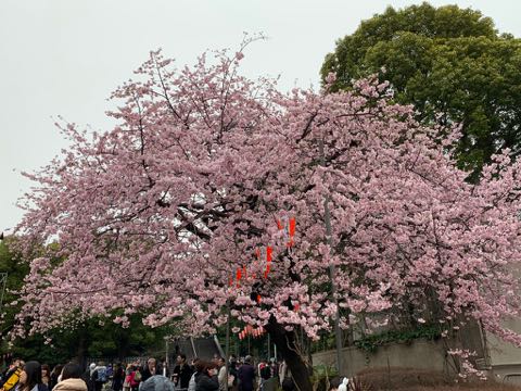 2019ǯ֡ͽۡ⤦餤Ƥ롩̾ꡡָָ顡Sakuraࡡͽ2019־󡡵ģȯɽִࡡͽ󡡺κ餤Ƥꡡࡡ2.jpg