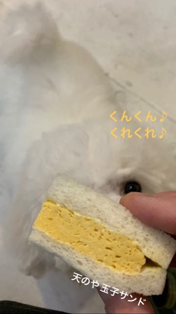 ビションフリーゼこいぬ情報フントヒュッテビション性格おとなしいセラピードッグ育成飼いやすい犬とはどこでこいぬ画像子犬の社会化ビション赤ちゃんかわいいビションフリーゼ東京ビション出産情報性格ビション家族募集中_222.jpg