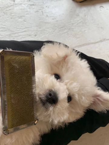 ビションフリーゼこいぬ情報フントヒュッテビション性格おとなしいセラピードッグ育成飼いやすい犬とはどこでこいぬ画像子犬の社会化ビション赤ちゃんかわいいビションフリーゼ東京ビション出産情報性格ビション家族募集中_260.jpg