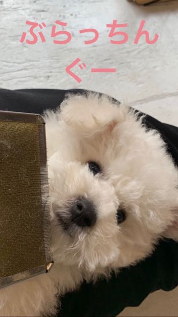 ビションフリーゼこいぬ情報フントヒュッテビション性格おとなしいセラピードッグ育成飼いやすい犬とはどこでこいぬ画像子犬の社会化ビション赤ちゃんかわいいビションフリーゼ東京ビション出産情報性格ビション家族募集中_261.jpg