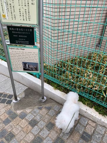 ビションフリーゼこいぬ情報フントヒュッテビション性格おとなしいセラピードッグ育成飼いやすい犬とはどこでこいぬ画像子犬の社会化ビション赤ちゃんかわいいビションフリーゼ東京ビション出産情報性格ビション家族募集中_476.jpg
