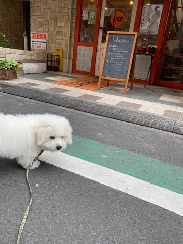 ビションフリーゼこいぬ情報フントヒュッテビション性格おとなしいセラピードッグ育成飼いやすい犬とはどこでこいぬ画像子犬の社会化ビション赤ちゃんかわいいビションフリーゼ東京ビション出産情報性格ビション家族募集中_483.jpg