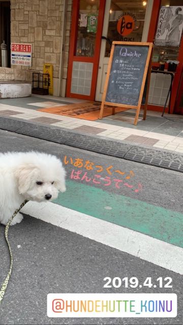 ビションフリーゼこいぬ情報フントヒュッテビション性格おとなしいセラピードッグ育成飼いやすい犬とはどこでこいぬ画像子犬の社会化ビション赤ちゃんかわいいビションフリーゼ東京ビション出産情報性格ビション家族募集中_484.jpg