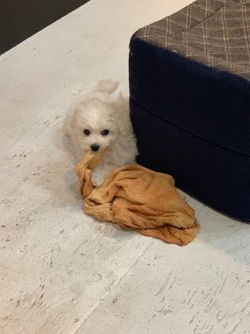 ビションフリーゼこいぬ情報フントヒュッテビション性格どこでこいぬ画像子犬の社会化ビション赤ちゃんチャンピオン直子かわいいビションフリーゼ東京ビション出産情報家族募集中性格ビション小ぶり小さいビション _ 50.jpg
