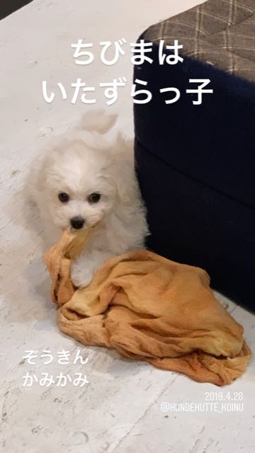 ビションフリーゼこいぬ情報フントヒュッテビション性格どこでこいぬ画像子犬の社会化ビション赤ちゃんチャンピオン直子かわいいビションフリーゼ東京ビション出産情報家族募集中性格ビション小ぶり小さいビション _ 51.jpg