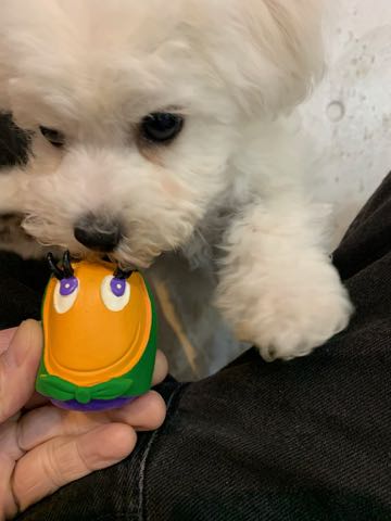 ビションフリーゼこいぬ情報フントヒュッテビション性格どこでこいぬ画像子犬の社会化ビション赤ちゃんチャンピオン直子かわいいビションフリーゼ東京ビション出産情報家族募集中性格ビション小ぶり小さいビション _ 67.jpg
