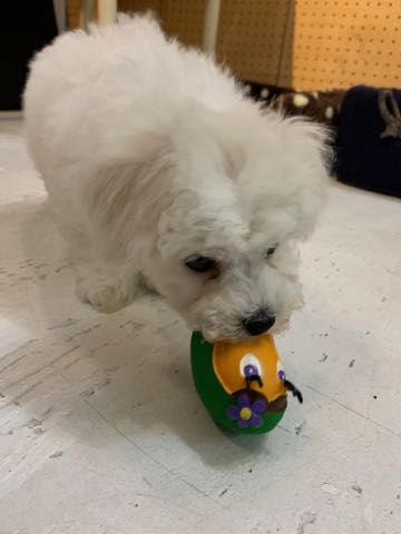 ビションフリーゼこいぬ情報フントヒュッテビション性格どこでこいぬ画像子犬の社会化ビション赤ちゃんチャンピオン直子かわいいビションフリーゼ東京ビション出産情報家族募集中性格ビション小ぶり小さいビション _ 68.jpg
