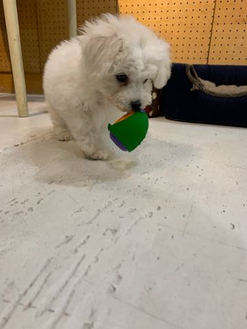ビションフリーゼこいぬ情報フントヒュッテビション性格どこでこいぬ画像子犬の社会化ビション赤ちゃんチャンピオン直子かわいいビションフリーゼ東京ビション出産情報家族募集中性格ビション小ぶり小さいビション _ 69.jpg