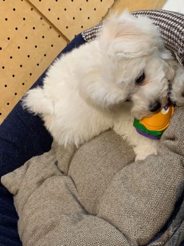 ビションフリーゼこいぬ情報フントヒュッテビション性格どこでこいぬ画像子犬の社会化ビション赤ちゃんチャンピオン直子かわいいビションフリーゼ東京ビション出産情報家族募集中性格ビション小ぶり小さいビション _ 70.jpg