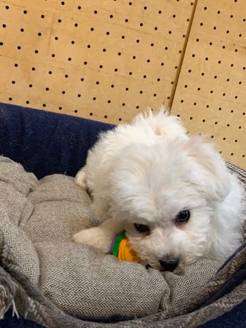 ビションフリーゼこいぬ情報フントヒュッテビション性格どこでこいぬ画像子犬の社会化ビション赤ちゃんチャンピオン直子かわいいビションフリーゼ東京ビション出産情報家族募集中性格ビション小ぶり小さいビション _ 71.jpg