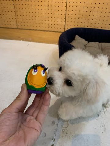 ビションフリーゼこいぬ情報フントヒュッテビション性格どこでこいぬ画像子犬の社会化ビション赤ちゃんチャンピオン直子かわいいビションフリーゼ東京ビション出産情報家族募集中性格ビション小ぶり小さいビション _ 72.jpg