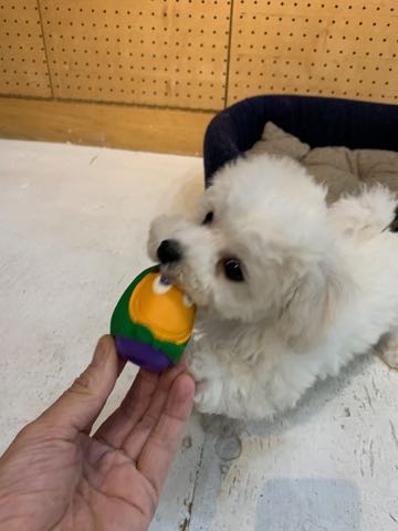 ビションフリーゼこいぬ情報フントヒュッテビション性格どこでこいぬ画像子犬の社会化ビション赤ちゃんチャンピオン直子かわいいビションフリーゼ東京ビション出産情報家族募集中性格ビション小ぶり小さいビション _ 73.jpg