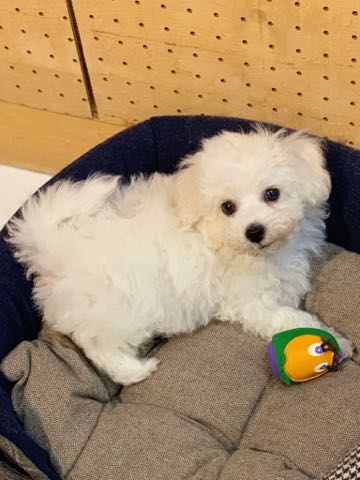 ビションフリーゼこいぬ情報フントヒュッテビション性格どこでこいぬ画像子犬の社会化ビション赤ちゃんチャンピオン直子かわいいビションフリーゼ東京ビション出産情報家族募集中性格ビション小ぶり小さいビション _ 74.jpg