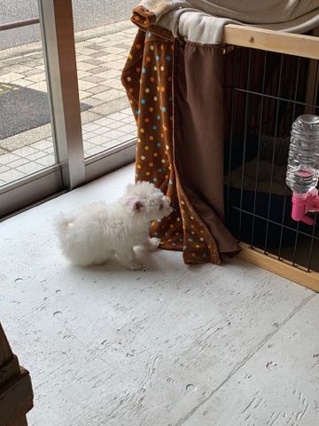 ビションフリーゼこいぬ情報フントヒュッテビション性格どこでこいぬ画像子犬の社会化ビション赤ちゃんチャンピオン直子かわいいビションフリーゼ東京ビション出産情報家族募集中性格ビション小ぶり小さいビション _ 90.jpg