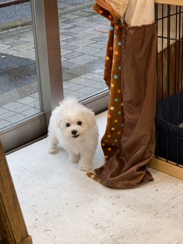 ビションフリーゼこいぬ情報フントヒュッテビション性格どこでこいぬ画像子犬の社会化ビション赤ちゃんチャンピオン直子かわいいビションフリーゼ東京ビション出産情報家族募集中性格ビション小ぶり小さいビション _ 98.jpg