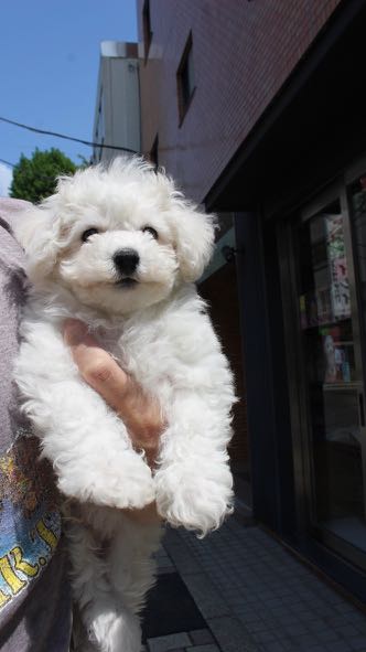 ビションフリーゼこいぬ情報フントヒュッテビション性格どこでこいぬ画像子犬の社会化ビション赤ちゃんチャンピオン直子かわいいビションフリーゼ東京ビション出産情報家族募集中性格ビション小ぶり小さいビション _ 139.jpg