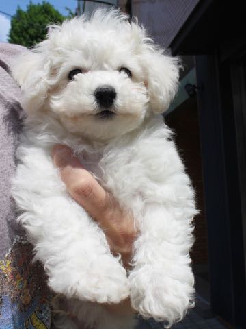 ビションフリーゼこいぬ情報フントヒュッテビション性格どこでこいぬ画像子犬の社会化ビション赤ちゃんチャンピオン直子かわいいビションフリーゼ東京ビション出産情報家族募集中性格ビション小ぶり小さいビション _ 140.jpg