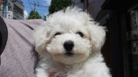 ビションフリーゼこいぬ情報フントヒュッテビション性格どこでこいぬ画像子犬の社会化ビション赤ちゃんチャンピオン直子かわいいビションフリーゼ東京ビション出産情報家族募集中性格ビション小ぶり小さいビション _ 141.jpg