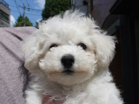 ビションフリーゼこいぬ情報フントヒュッテビション性格どこでこいぬ画像子犬の社会化ビション赤ちゃんチャンピオン直子かわいいビションフリーゼ東京ビション出産情報家族募集中性格ビション小ぶり小さいビション _ 142.jpg
