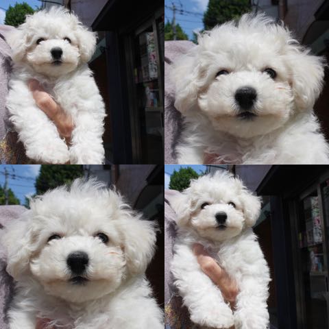 ビションフリーゼこいぬ情報フントヒュッテビション性格どこでこいぬ画像子犬の社会化ビション赤ちゃんチャンピオン直子かわいいビションフリーゼ東京ビション出産情報家族募集中性格ビション小ぶり小さいビション _ 143.jpg