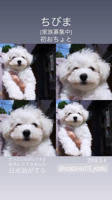 ビションフリーゼこいぬ情報フントヒュッテビション性格どこでこいぬ画像子犬の社会化ビション赤ちゃんチャンピオン直子かわいいビションフリーゼ東京ビション出産情報家族募集中性格ビション小ぶり小さいビション _ 144.jpg