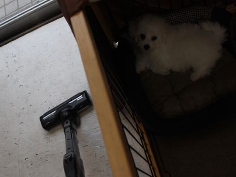 ビションフリーゼこいぬ情報フントヒュッテビション性格どこでこいぬ画像子犬の社会化ビション赤ちゃんチャンピオン直子かわいいビションフリーゼ東京ビション出産情報家族募集中性格ビション小ぶり小さいビション _ 157.jpg
