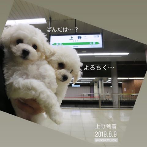 ビションフリーゼこいぬ情報フントヒュッテビション性格どこでこいぬ画像子犬の社会化ビション赤ちゃんチャンピオン直子かわいいビションフリーゼ東京ビション出産情報家族募集中ビションおとこのこビションおんなのこ _ 18b.jpg