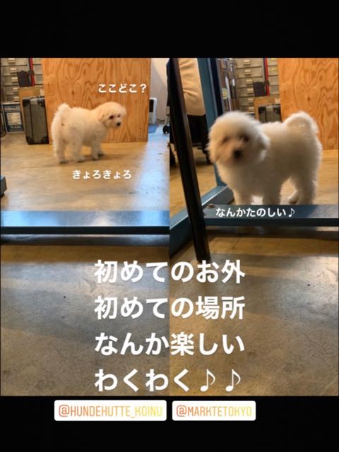 ビションフリーゼこいぬ情報フントヒュッテビションおんなのこビションフリーゼメス女の子こいぬ画像子犬の社会化ビション赤ちゃんかわいいビションフリーゼ東京ビション出産情報性格ブリーダービション家族募集中_17.jpg