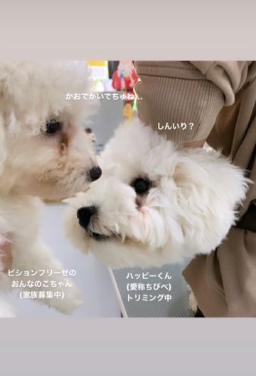 ビションフリーゼこいぬ情報フントヒュッテビションおんなのこビションフリーゼメス女の子こいぬ画像子犬の社会化ビション赤ちゃんかわいいビションフリーゼ東京ビション出産情報性格ブリーダービション家族募集中_25.jpg