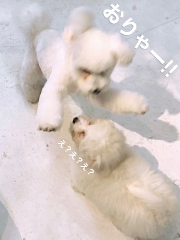 ビションフリーゼこいぬ情報フントヒュッテビションおんなのこビションフリーゼメス女の子こいぬ画像子犬の社会化ビション赤ちゃんかわいいビションフリーゼ東京ビション出産情報性格ブリーダービション家族募集中_26.jpg