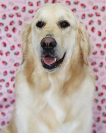 ゴールデンレトリバートリミング東京フントヒュッテ大型犬トリミングやってますゴールデン抜け毛半端ないgoldenretrivertrimmingsalon_1.jpg