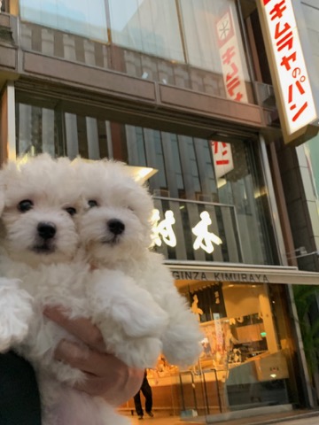 ボロニーズ こいぬ情報 子犬情報 家族募集中 おとなしい犬 飼いやすい犬 犬の社会化 フントヒュッテ bolognese #ボロニーズ #こいぬ情報 #子犬情報 #家族募集中 #おとなしい犬 #飼いやすい犬 #犬の社会化 #フントヒュッテ #bolognese _ 14.jpg