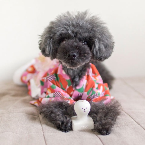 iDog&iCat¡¡¥¢¥¤¥É¥Ã¥°¥¢¥¤¥¥ã¥Ã¥È¡¡¥é¥Æ¥Ã¥¯¥¹TOY¡¡¸¤¤Î¤ª¤â¤Á¤ã¡¡Åìµþ¡¡¥Õ¥ó¥È¥Ò¥å¥Ã¥Æ¡¡²èÁü¡¡¤ªÌß¡¡¥³¥Þ¥á¡¡¥é¥Æ¥Ã¥¯¥¹TOY _ 6.jpg